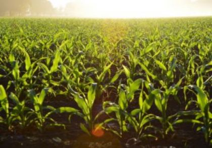 Agriculture